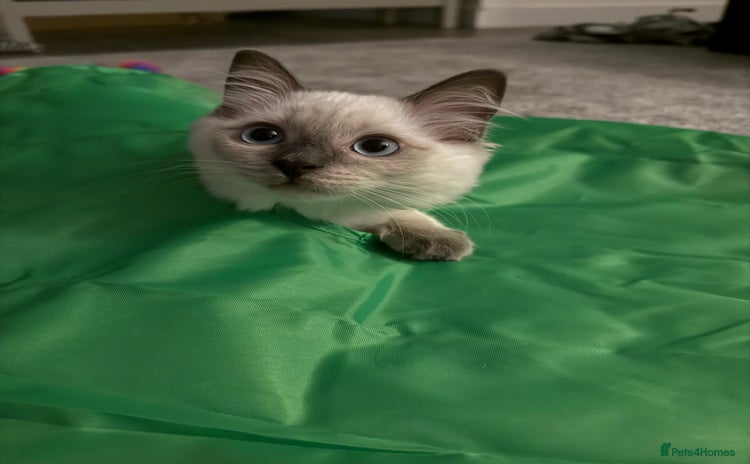 Ragdoll cats - Advert 7