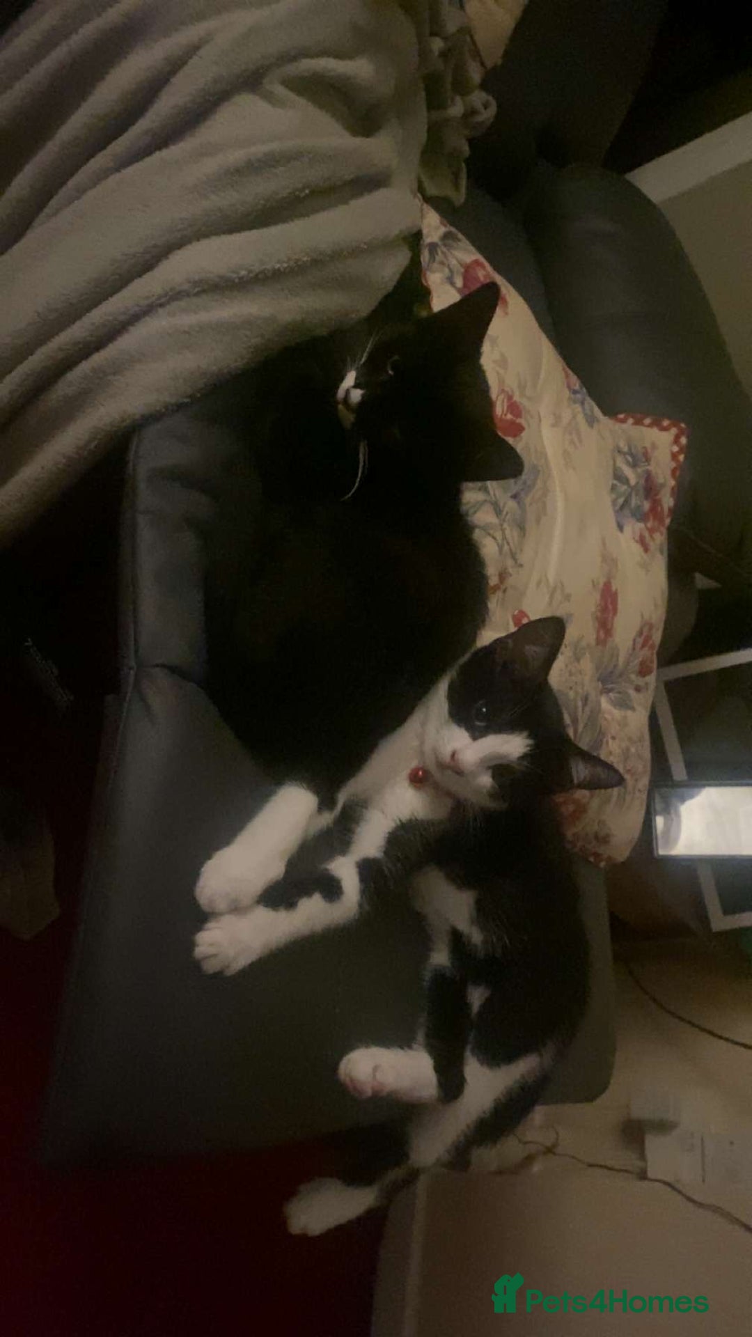 Mixed Breed cats for sale: 2 bonded males needs a home asap - Image 25