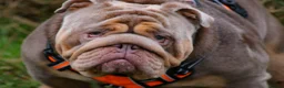 English Bulldog dogs for stud: Now proven English Bulldog at stud - Advert 10