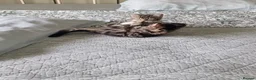 Mixed Breed cats for sale: 4 beautiful domestic longhair mixed kittens in Ellesmere Port - Advert 12