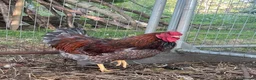 Mixed Breed livestock for sale: Orpington,Brahma,Wyandotte,Polish,Barnevelder Eggs - Advert 2