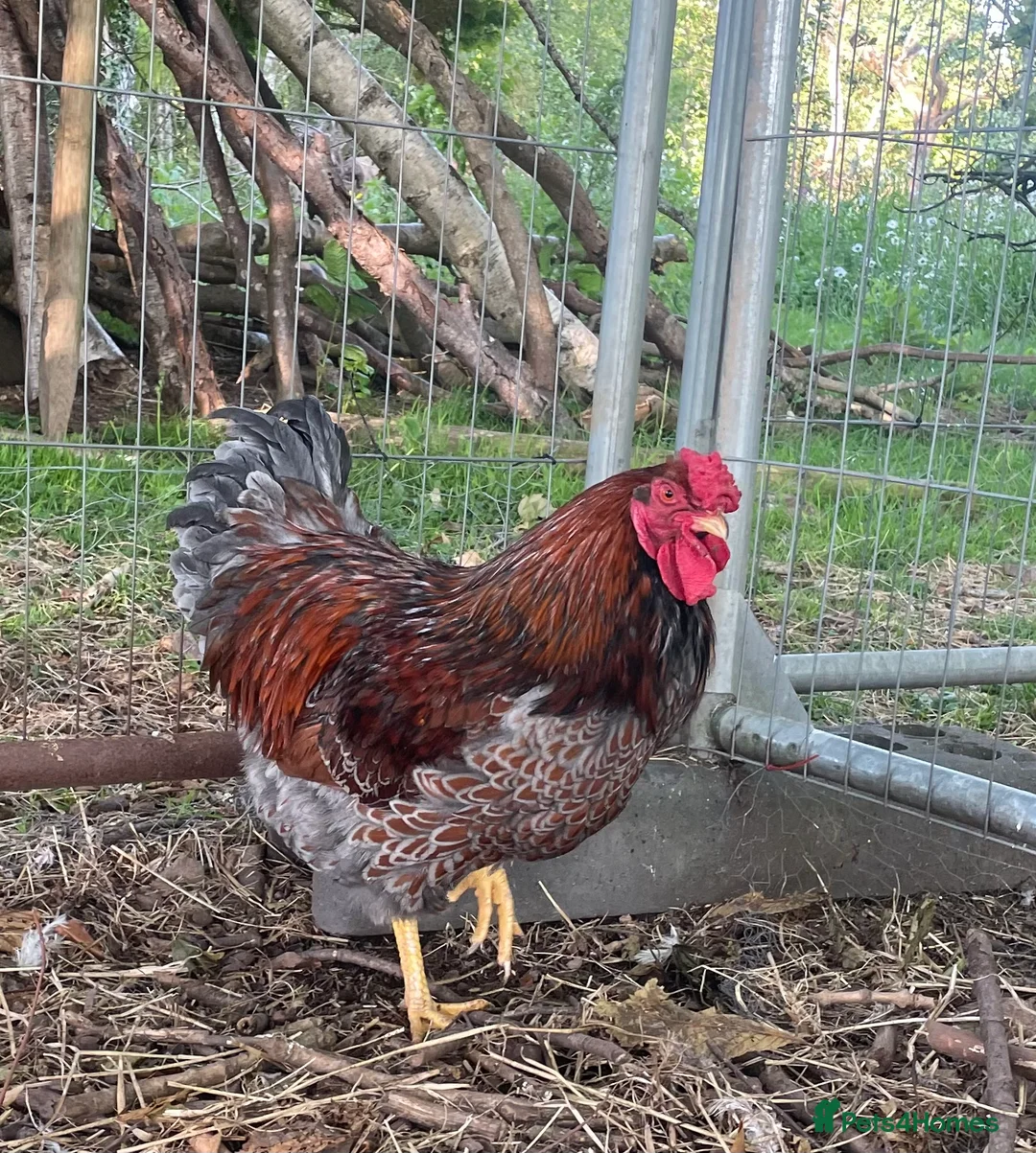 Mixed Breed livestock for sale: Orpington,Brahma,Wyandotte,Polish,Barnevelder Eggs - Advert 2