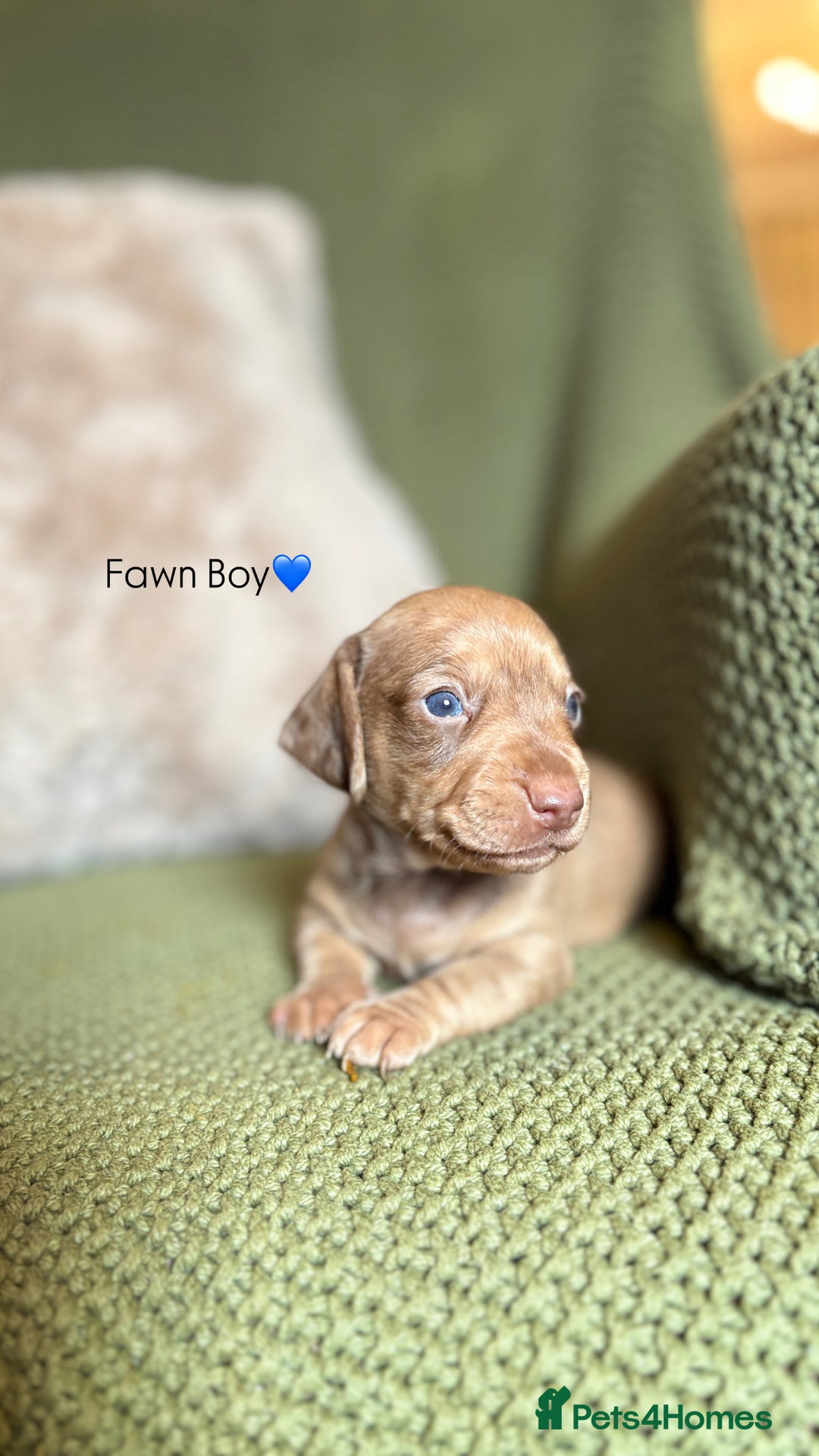 Miniature Dachshund dogs for sale: Smooth Haired Miniature Dachshunds - Advert 17