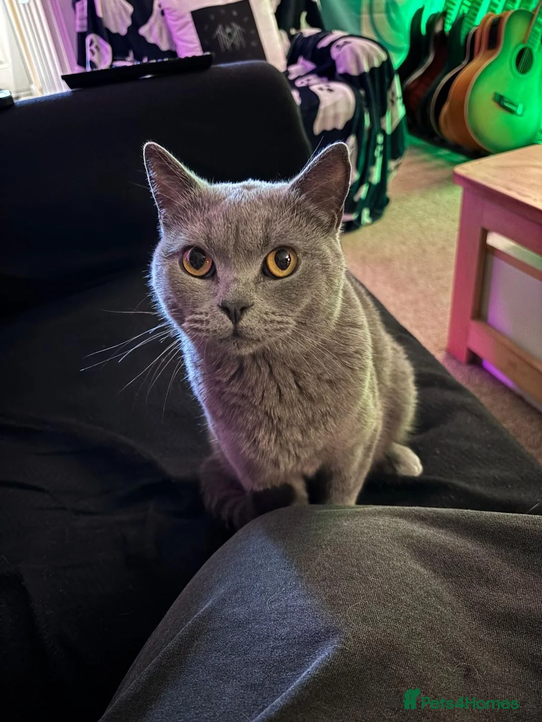 British Shorthair cats for sale: Ghost  - Advert 1