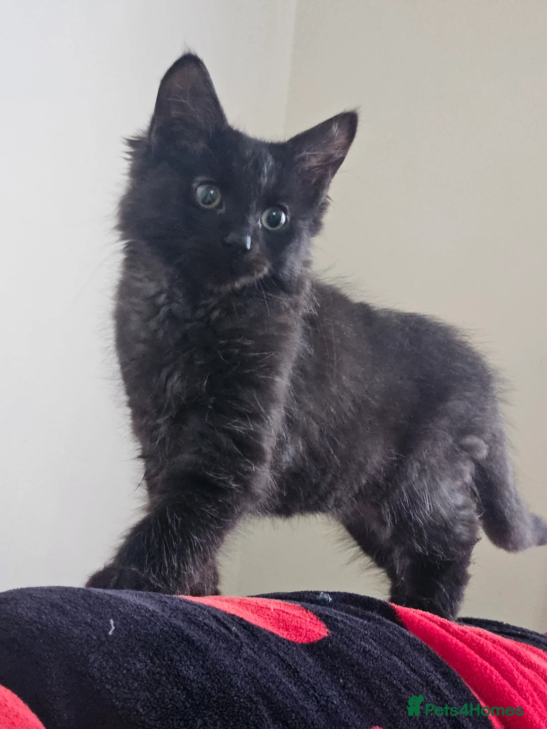 Mixed Breed cats for sale: ​🐾 Precious Bottle-Fed & Hand-Raised Kittens ❣️ - Advert 10