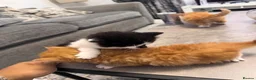 Mixed Breed cats for sale: Extreme fluffy chubby kittens  in London - Advert 26