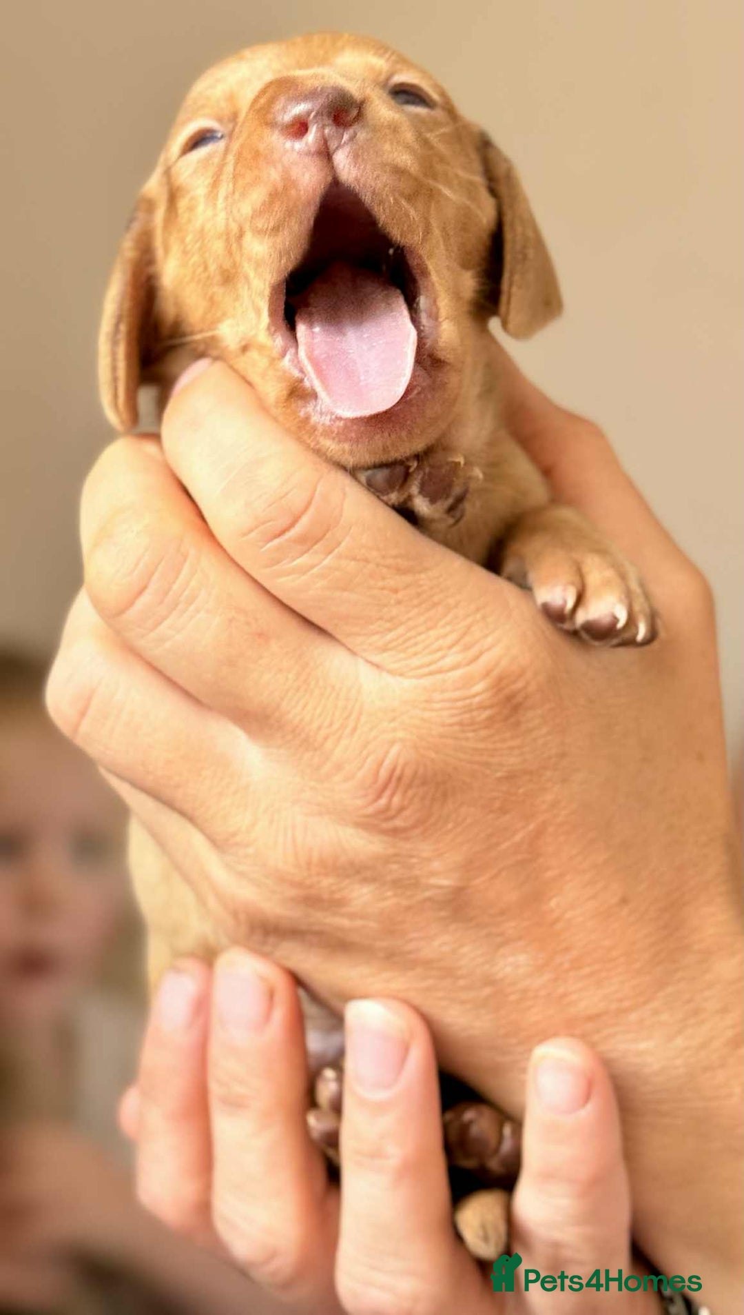Miniature Dachshund dogs for sale: READY TO LEAVE Rainbow KC Reg Miniature Dachshunds - Image 9