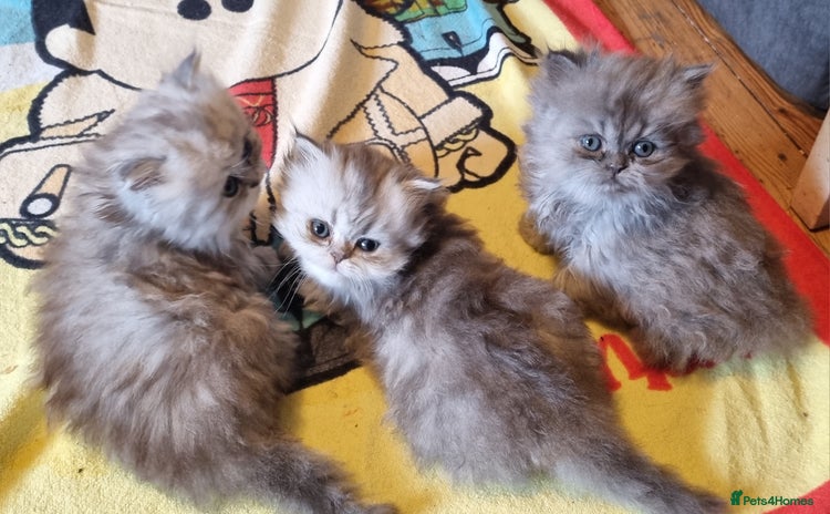 Persian cats - Advert 2