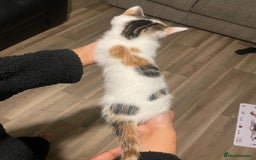 Mixed Breed cats for sale: Adorable Half-Manx Kittens 🐾 - Image 9