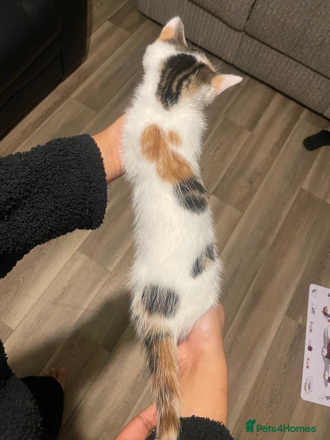 Mixed Breed cats for sale: Adorable Half-Manx Kittens 🐾 - Image 9