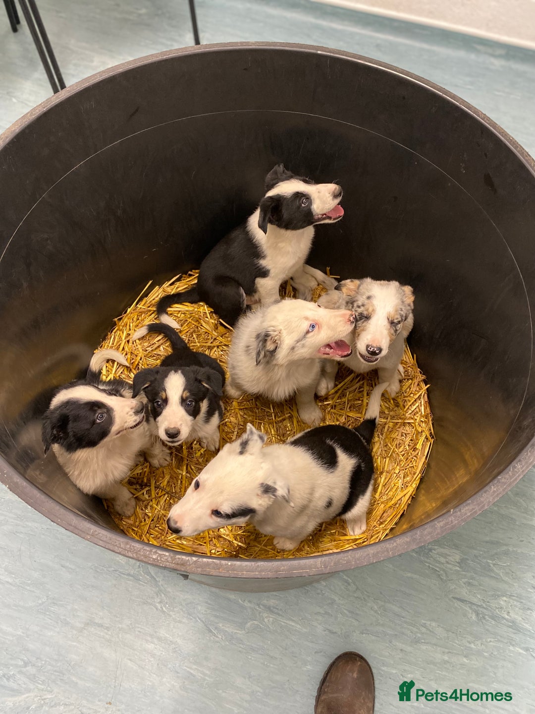 Border Collie dogs for sale: Black & White Border Collie Pups near Hay-on-Wye - Advert 2
