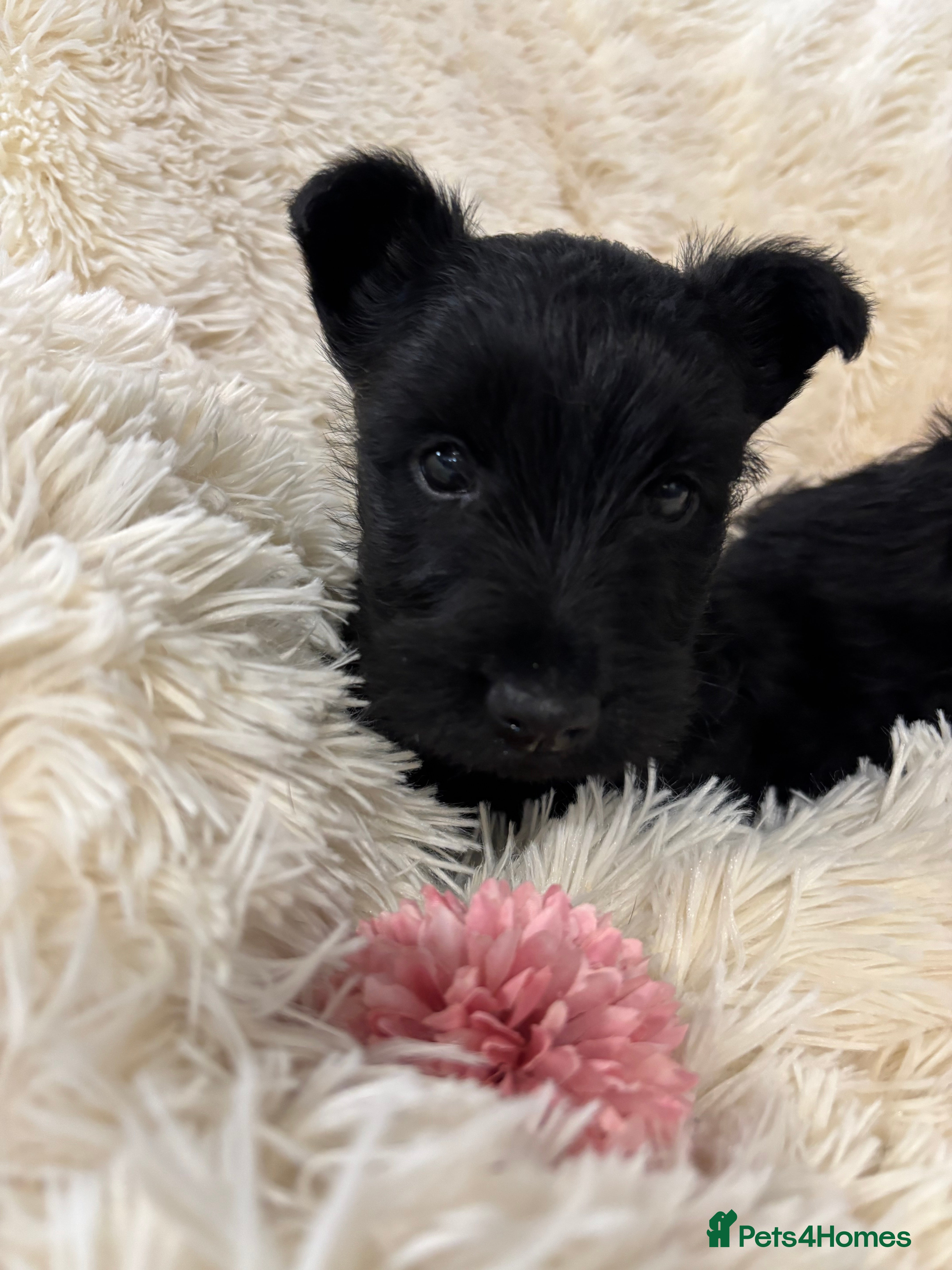 Scottish Terrier dogs Scottish terrier pups  - Advert 1