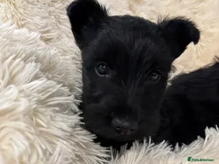 Scottish Terrier dogs Scottish terrier pups - Advert 1