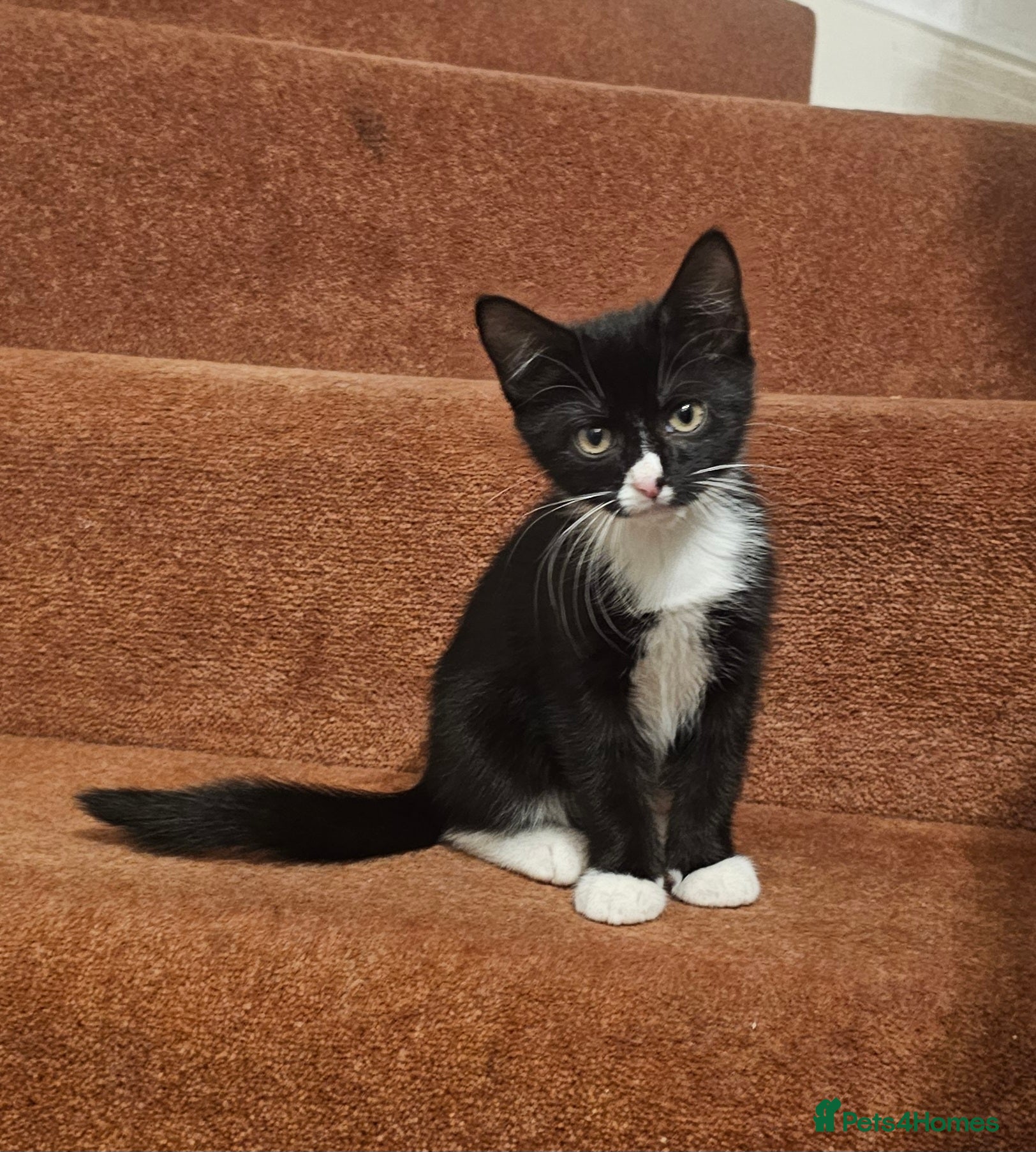 Mixed Breed cats 3 month old mixed breed kittens – boys & girls - Advert 1