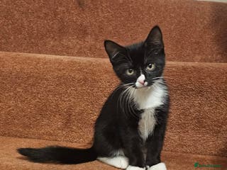 Mixed Breed cats 3 month old mixed breed kittens – boys & girls - Advert 1