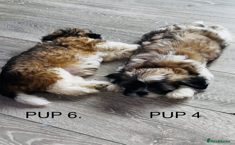 Lhasa Apso dogs - Advert 10