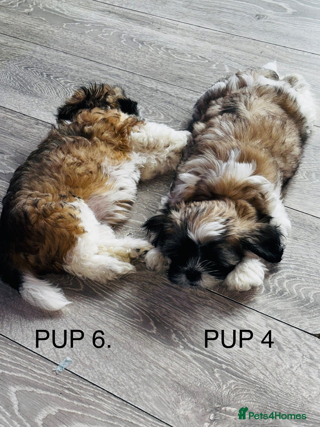 Lhasa Apso dogs for sale: 6 beautiful Lhasa Apso puppies - Image 5