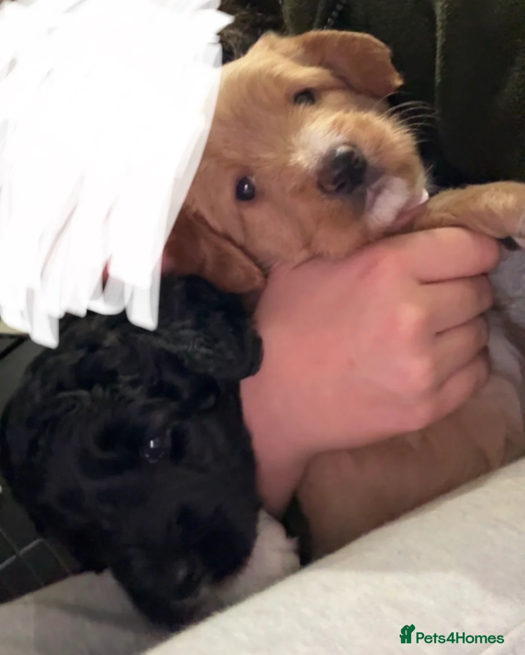 Mixed Breed dogs for sale: Double Doodle X Border Collie puppies - Advert 4