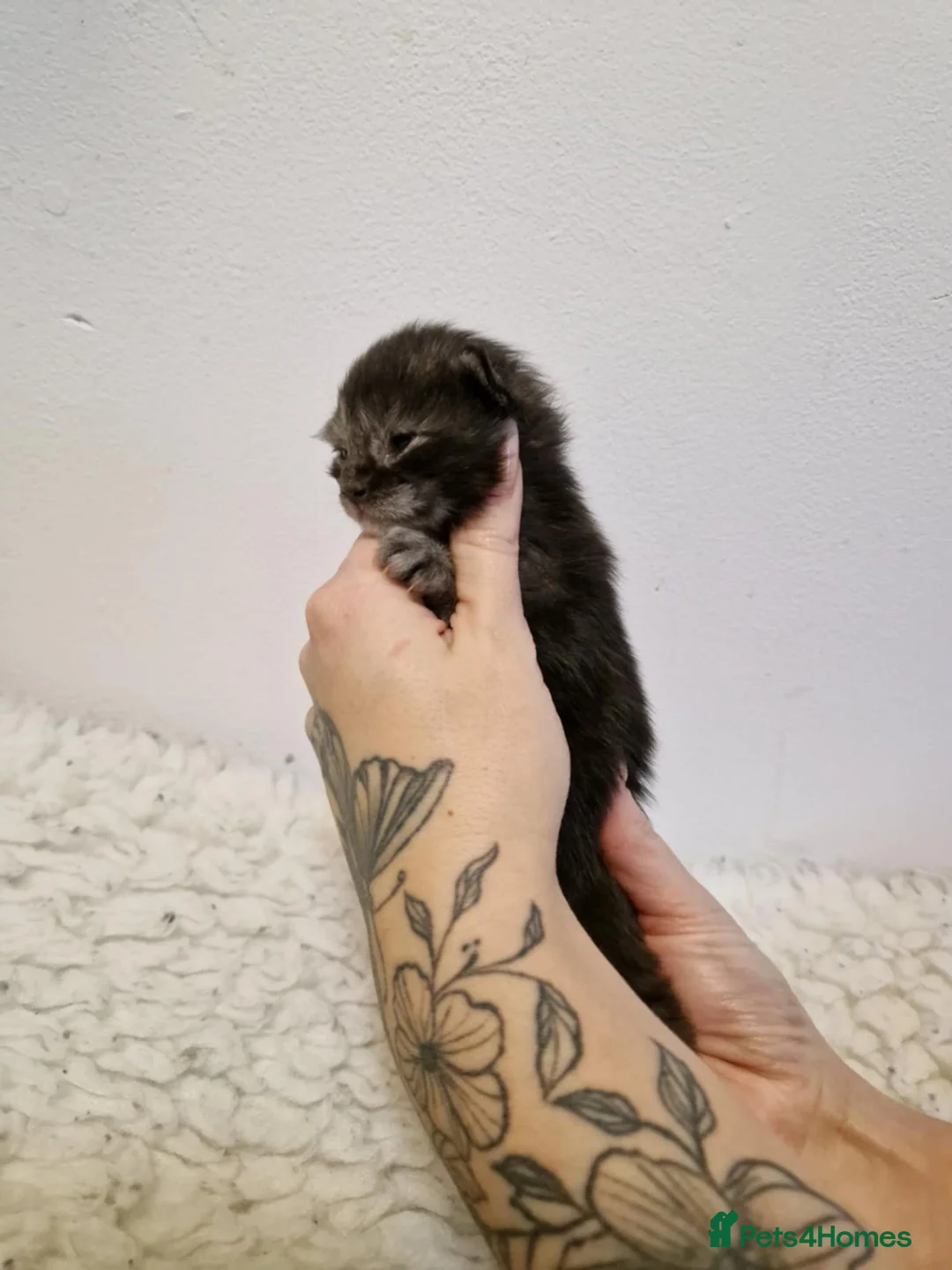 Maine Coon cats for sale: 6 stunning Maine coon kittens  - Advert 3