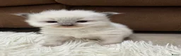 Ragdoll cats for sale: GCCF registered Ragdoll kittens - Advert 7