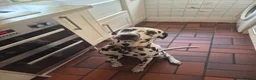 Dalmatian dogs for sale: Dalmation (Maui) 1 year old  - Advert 3