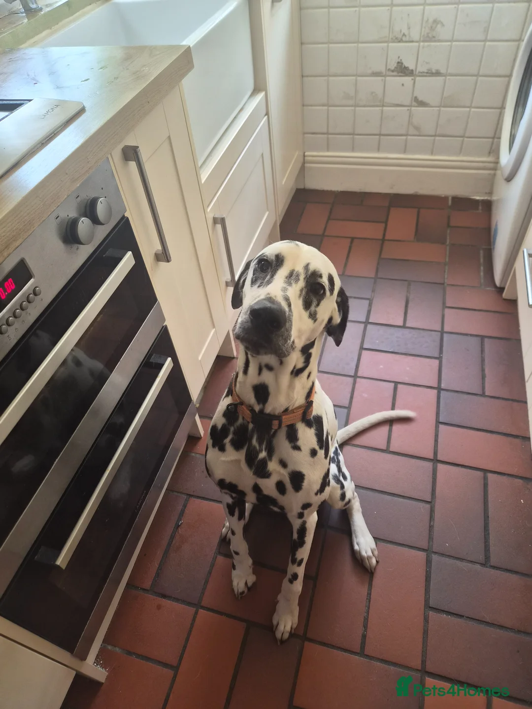 Dalmatian dogs for sale: Dalmation (Maui) 1 year old  - Advert 3