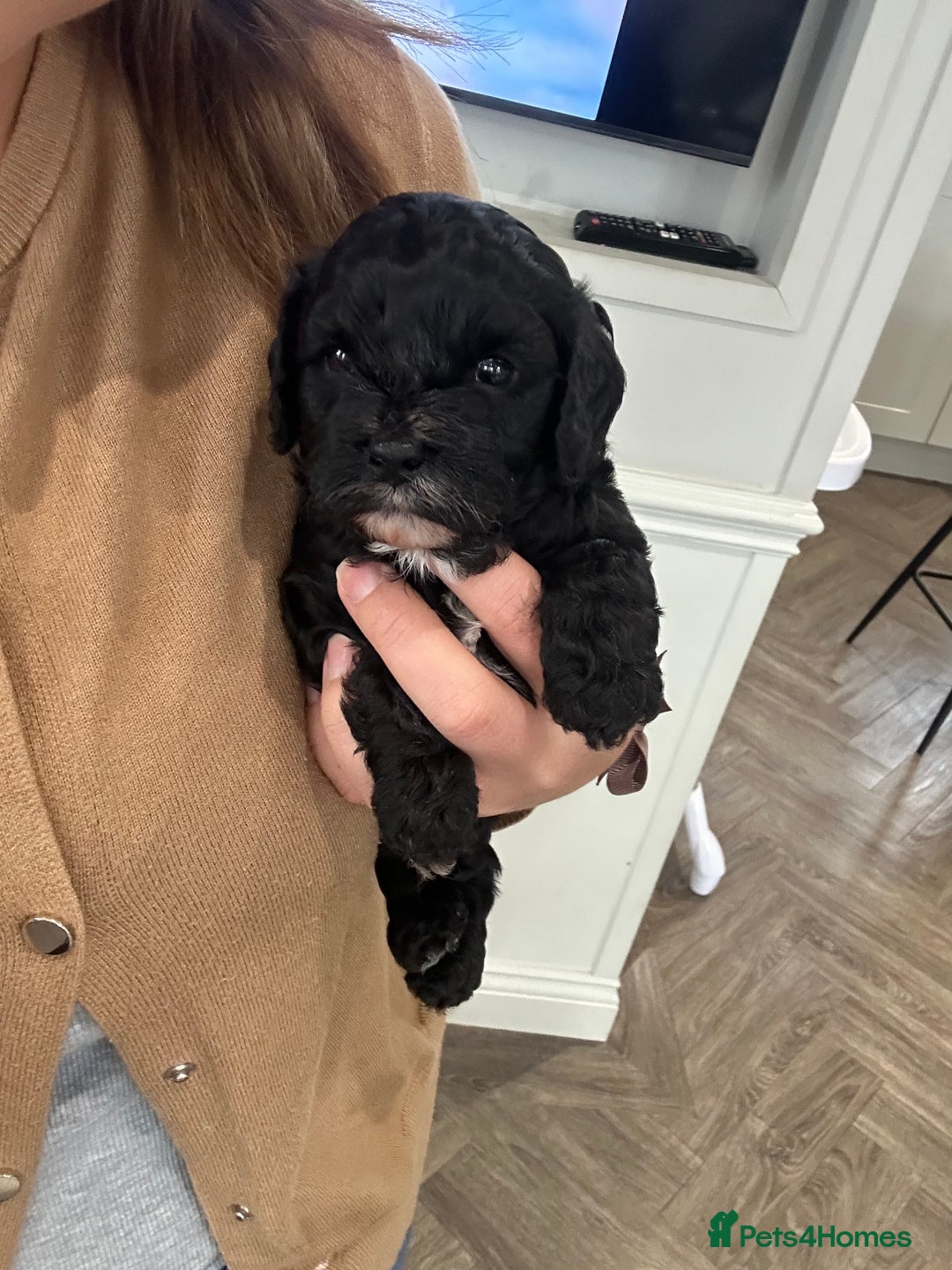 Cavapoo dogs for sale: F1 cavapoo puppies heath tested  - Advert 19