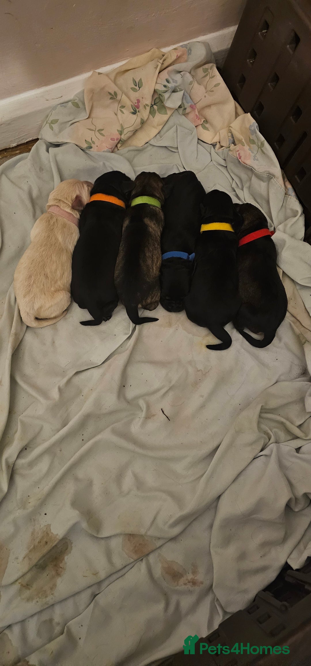 Schnoodle dogs for sale: Perfect schnoodles - Advert 3