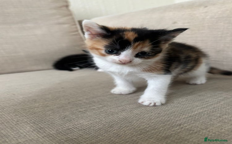 Domestic Shorthair cats - Advert 4