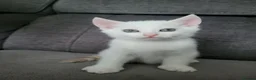 European cats for sale: Beautiful kitten looking good a home. - Advert 5