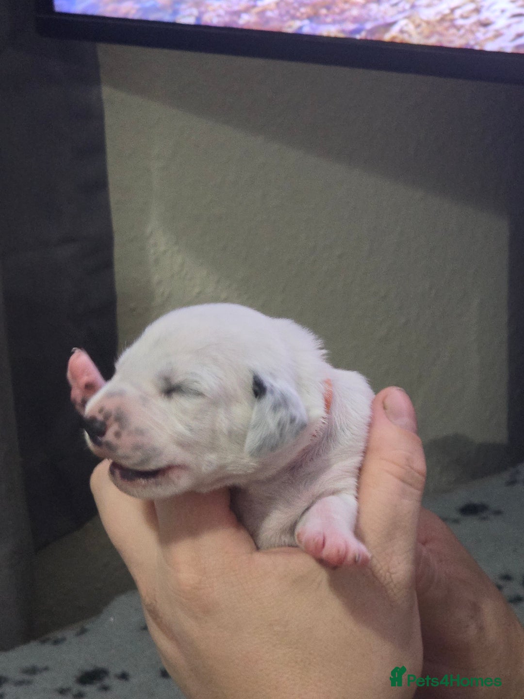 Dalmatian dogs for sale: 100% DALMATIAN LITTER - Image 18