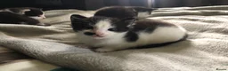 Mixed Breed cats for sale: Kittens for sale  - Advert 19