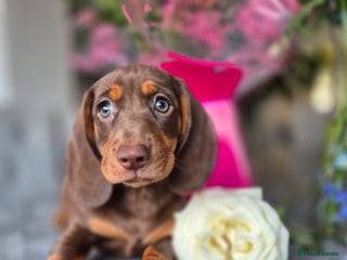 Dachshund dogs - Advert 34