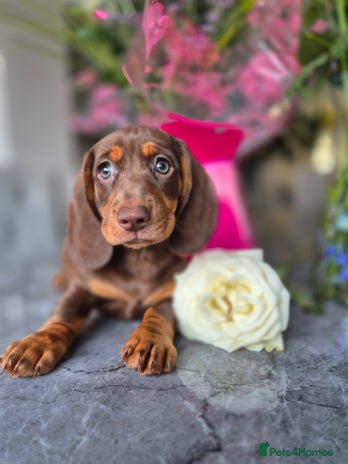 Dachshund dogs - Advert 14