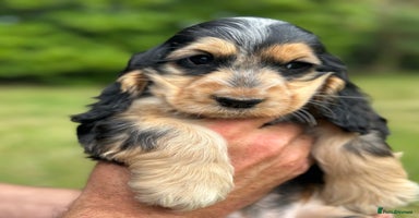 Cocker Spaniel dogs - Advert 11