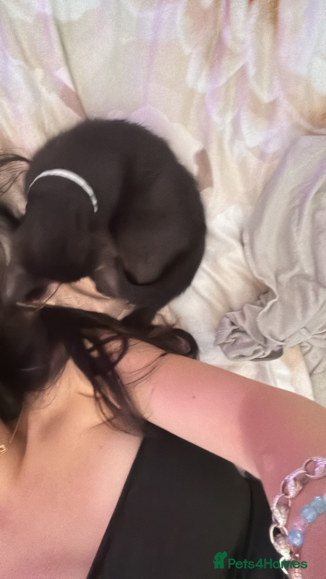 Mixed Breed cats Make kitten ready for sale - Advert 1