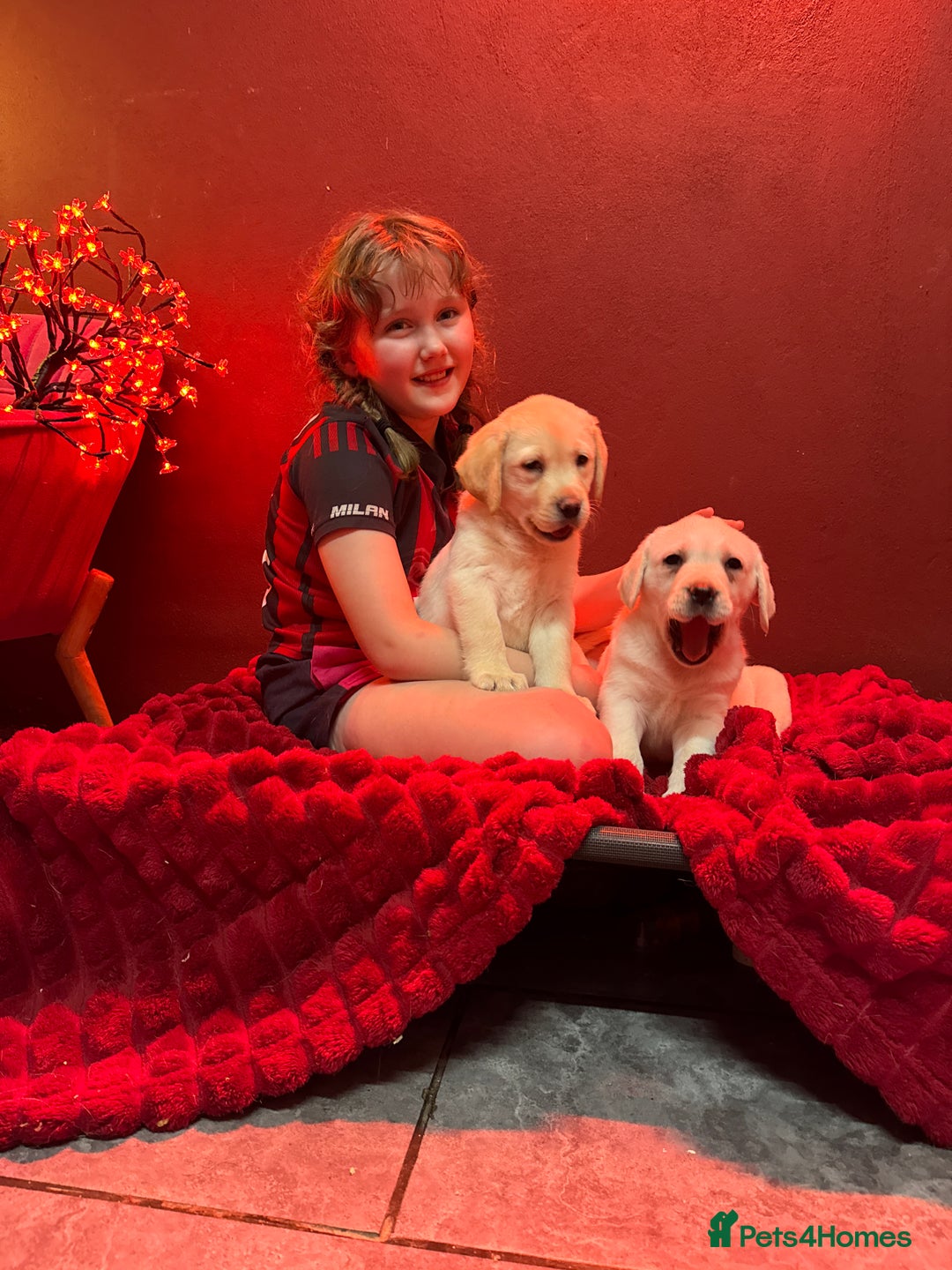 Golden Retriever dogs for sale: Health Tested, champion bloodlines Great with Kids - Advert 13