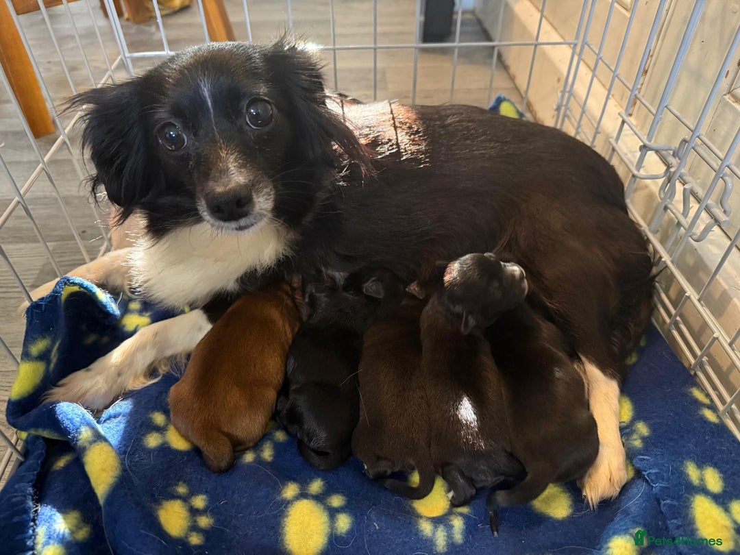 Chihuahua dogs for sale: Chihuahua X Puppies - Image 14