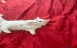 Mixed Breed cats for sale: 4 beautiful kitten - Image 5