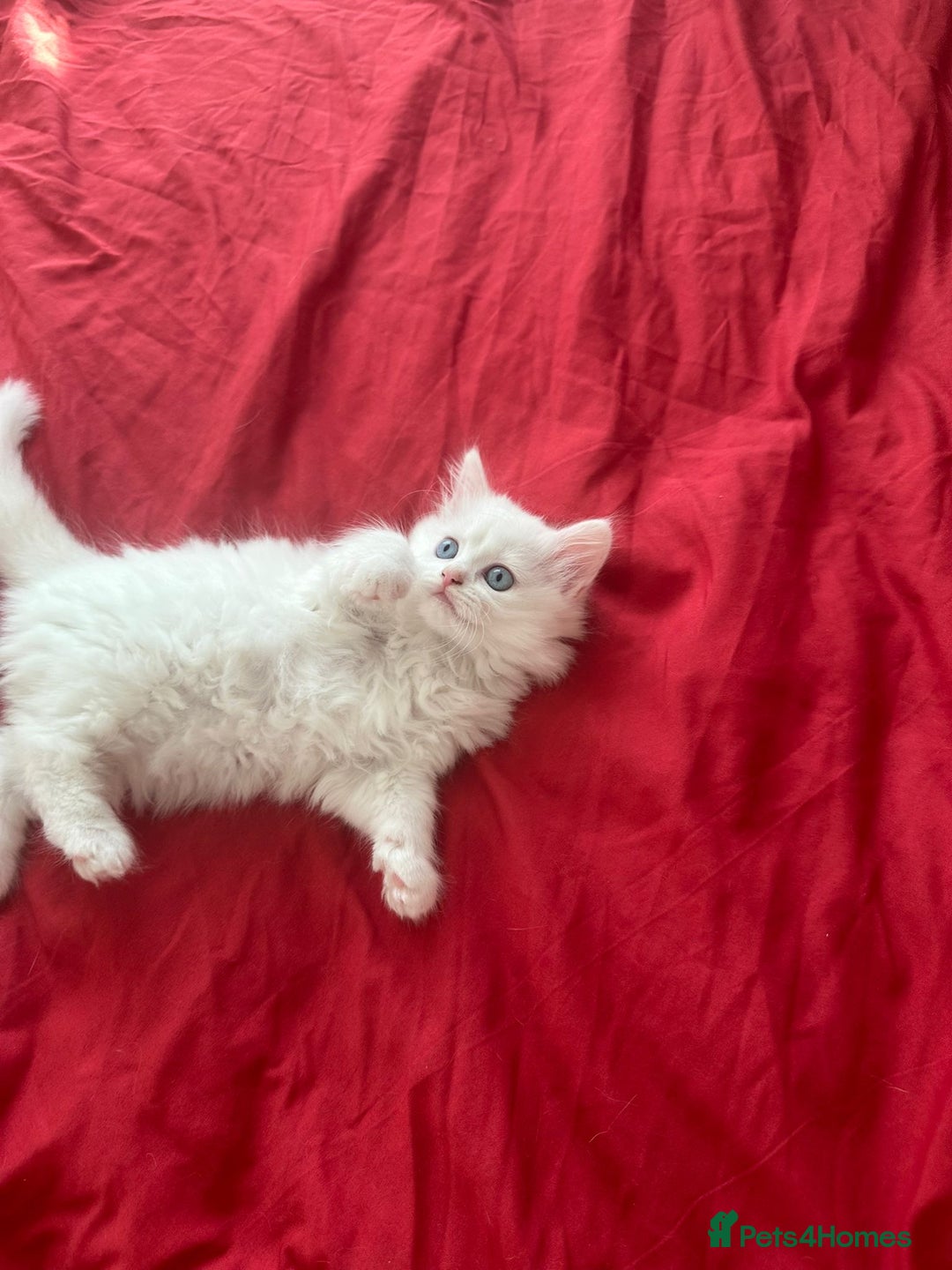 Mixed Breed cats for sale: 4 beautiful kitten - Image 5