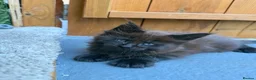 Maine Coon cats for sale: Black Smoke TICA Maine Coons - Advert 11