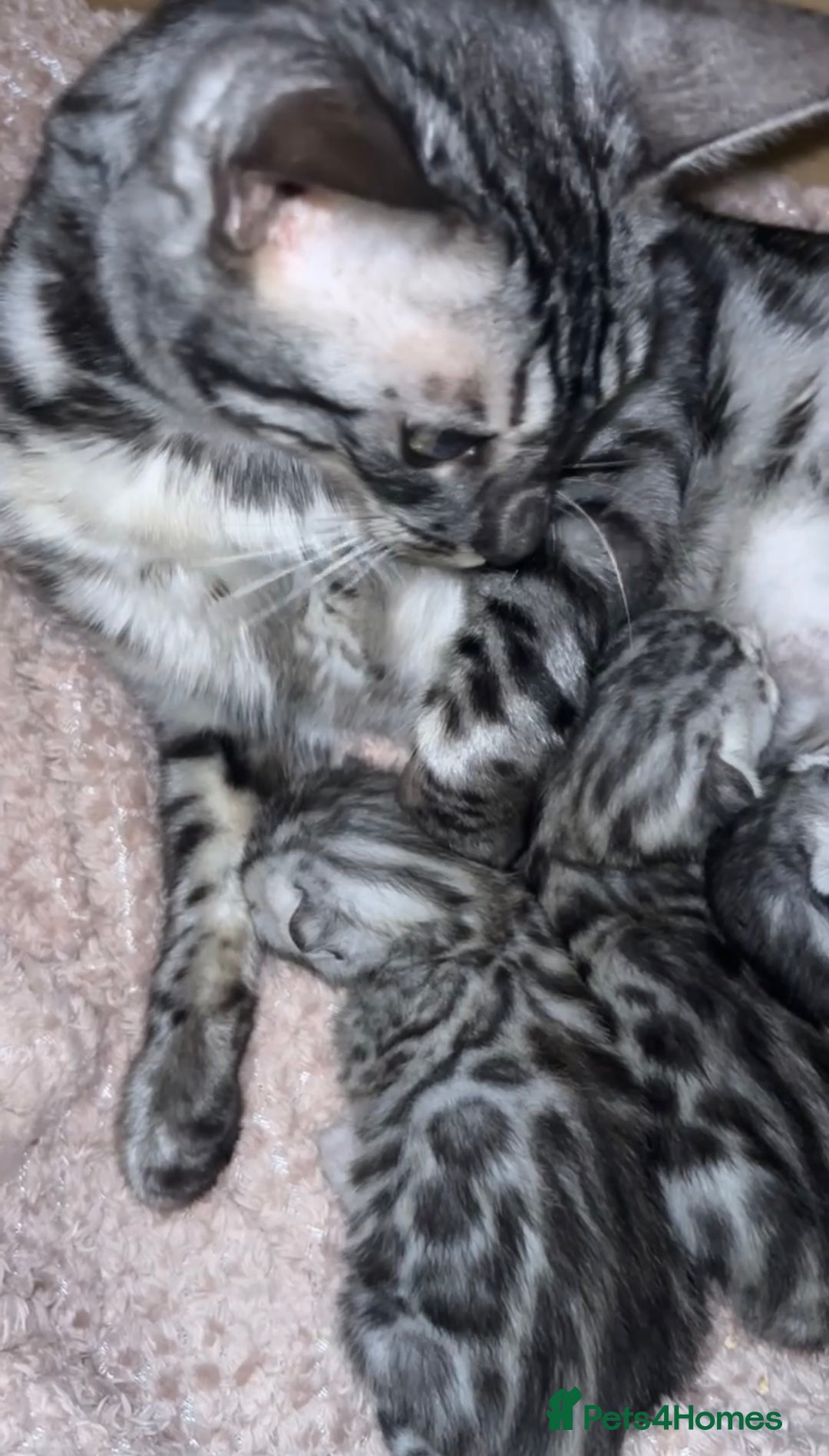 Bengal cats for sale: 🌟Pedigree bengal kittens🌟 - Advert 12
