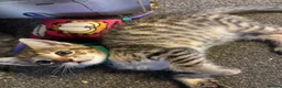 Bengal cats for sale: Beautiful bengal mix British short hair  Mainecoon - Advert 10