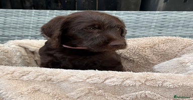 Labradoodle dogs - Advert 4