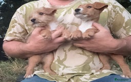 Lakeland Terrier dogs for sale: Quality Lakeland terrier pups  - Image 4