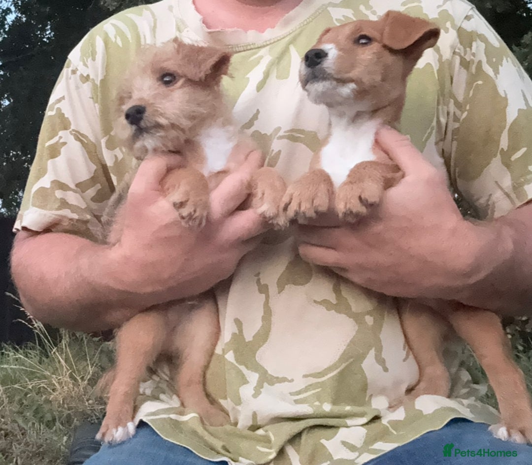 Lakeland Terrier dogs for sale: Quality Lakeland terrier pups  - Image 4