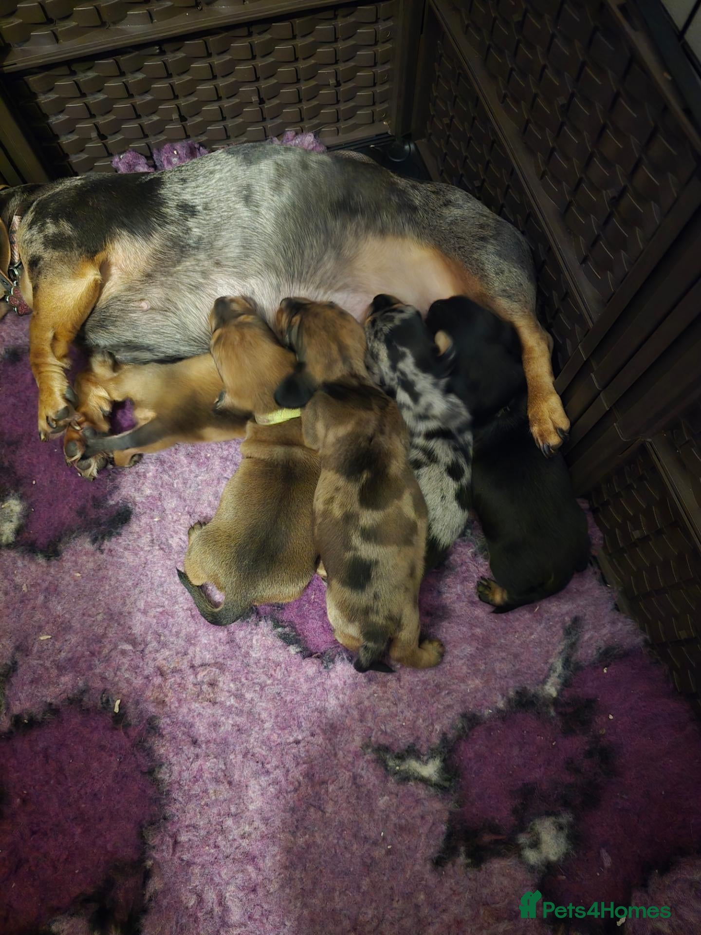 Miniature Dachshund dogs 2 shaded red girls left KC mini Dacshunds - Advert 2