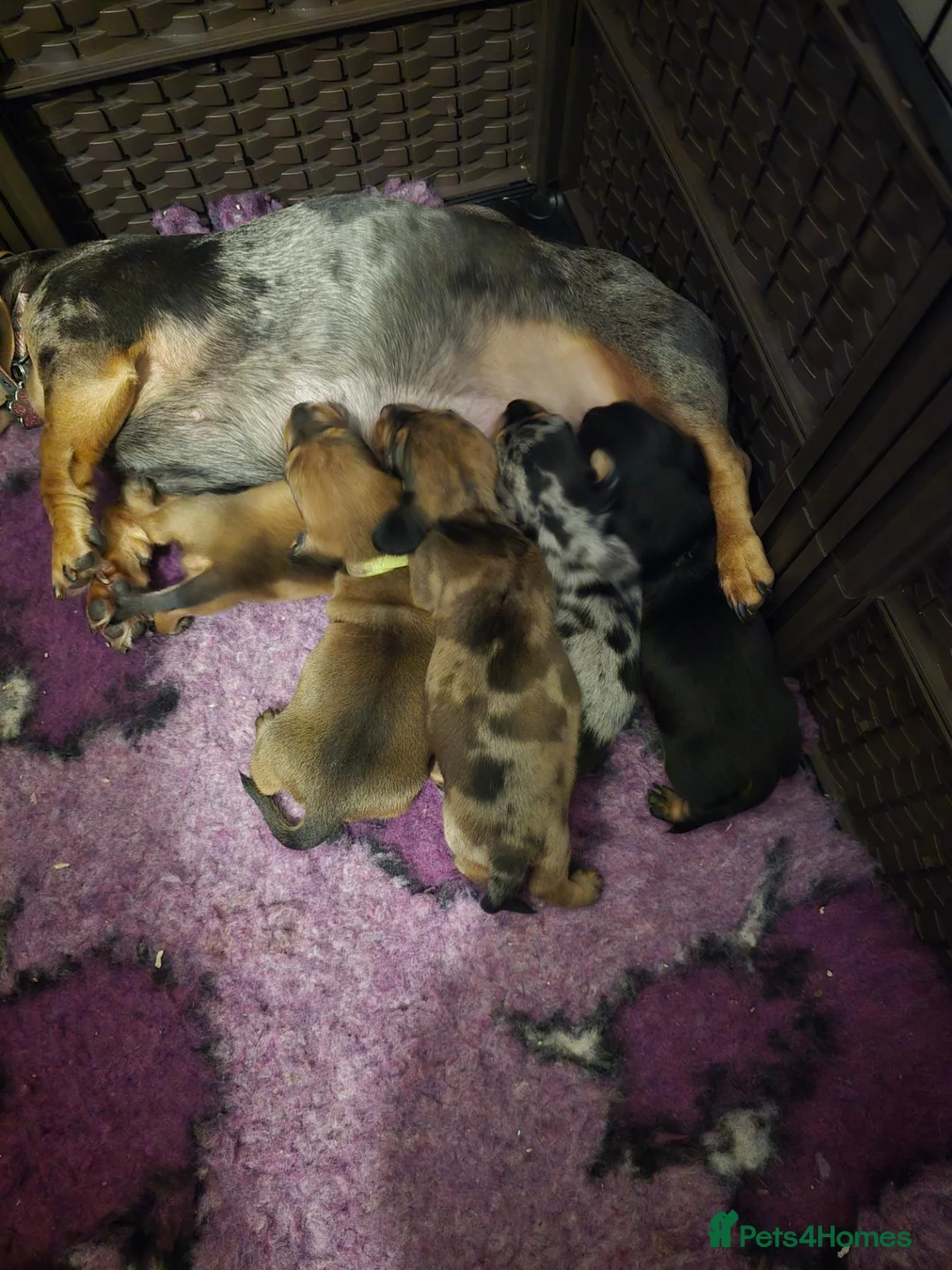 Miniature Dachshund dogs for sale: 2 shaded red girls left KC mini Dacshunds - Advert 2