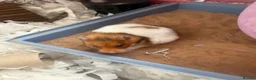 Hamster rodents for sale: Syrian hamster free to a good home  - Advert 9