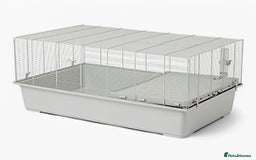 Rat rodents for sale: Fancy,Dumbo,Siamese & Rex ( NEW LITTERS AVAILABLE) - Advert 26